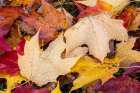 Close-up of fallen autumn leaves, Kentucky Art Print